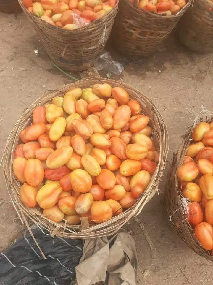 image of Tomatoes Jos