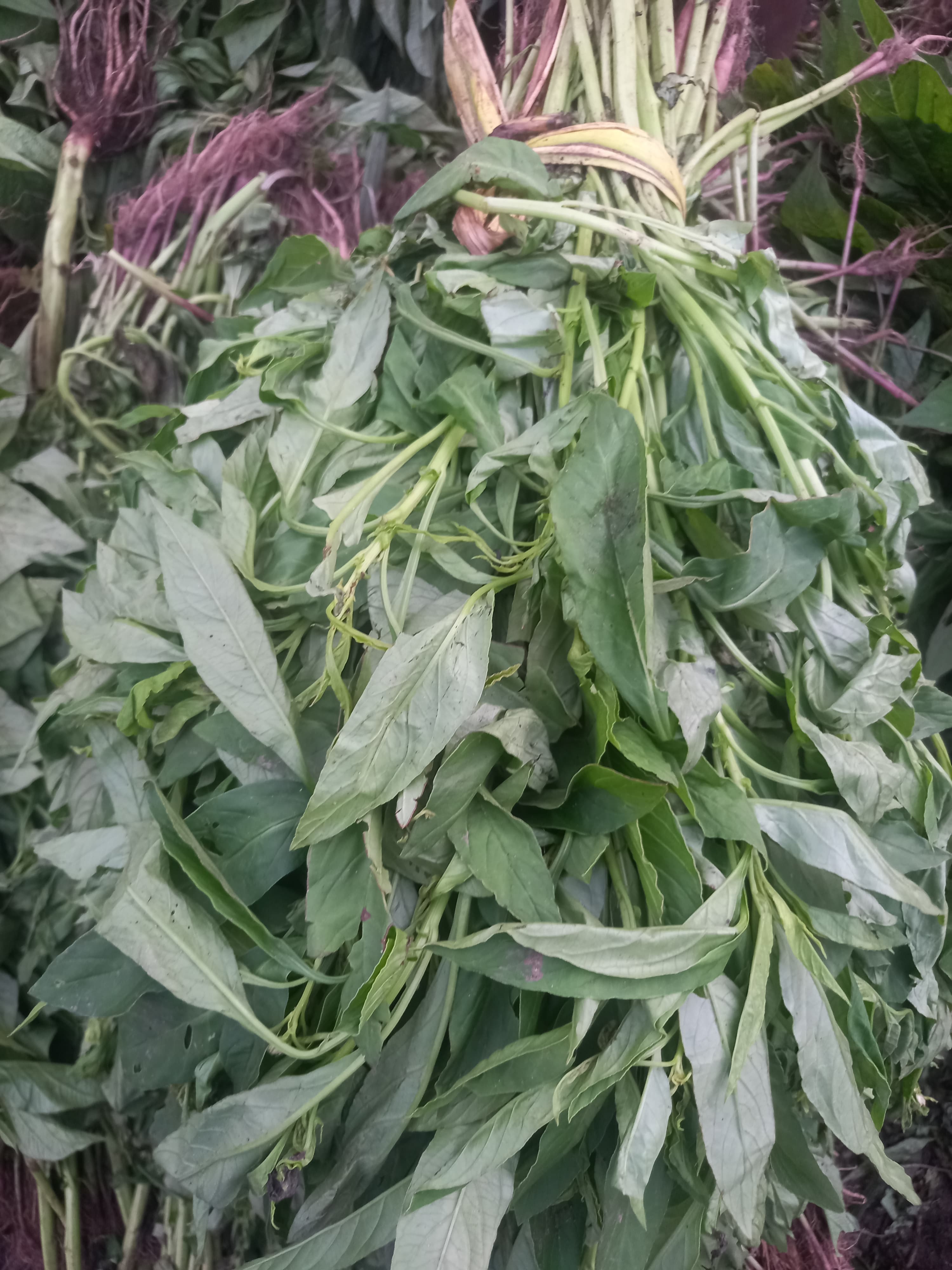 image of Ewedu leaves