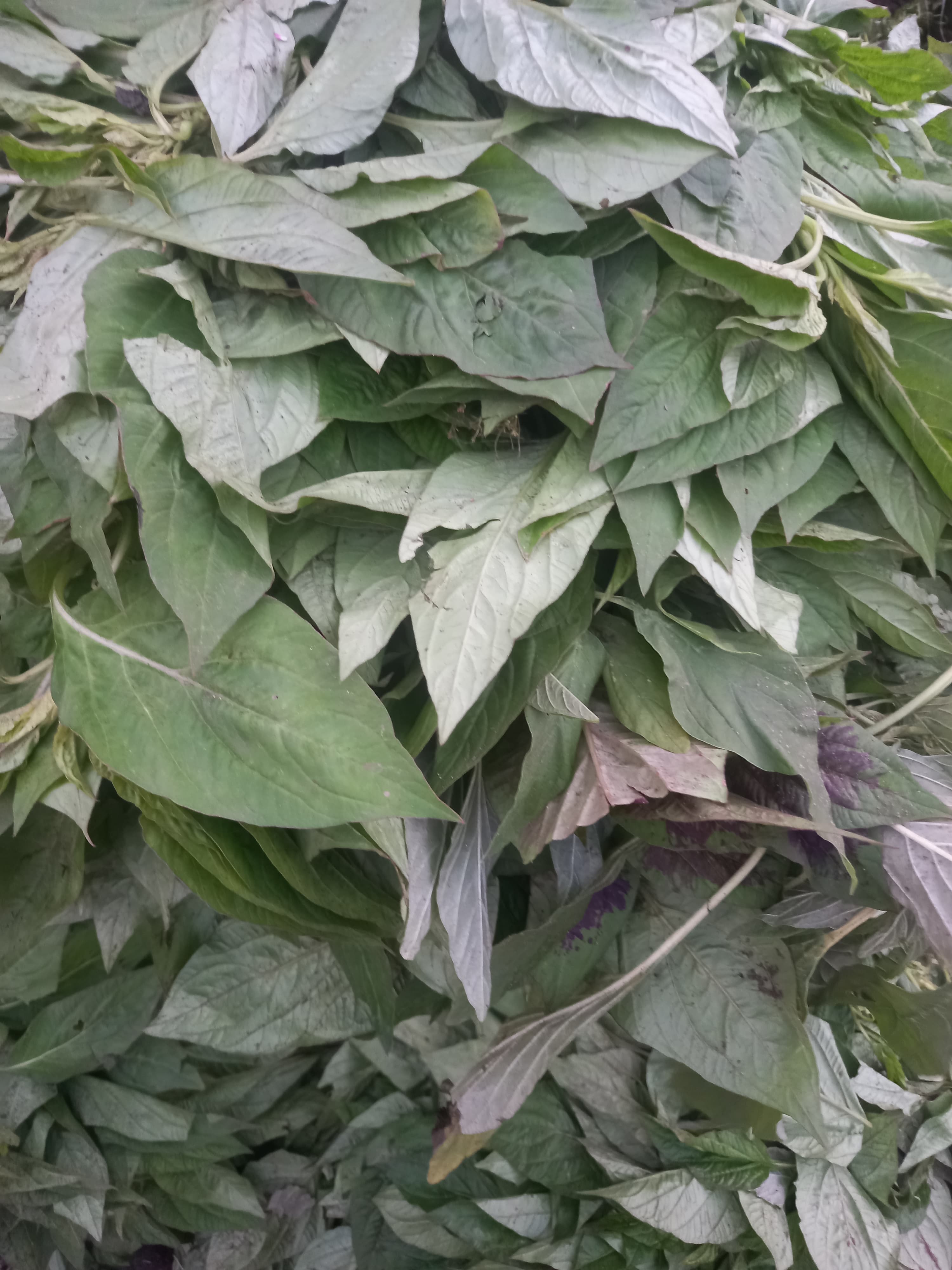 image of Shoko leaves