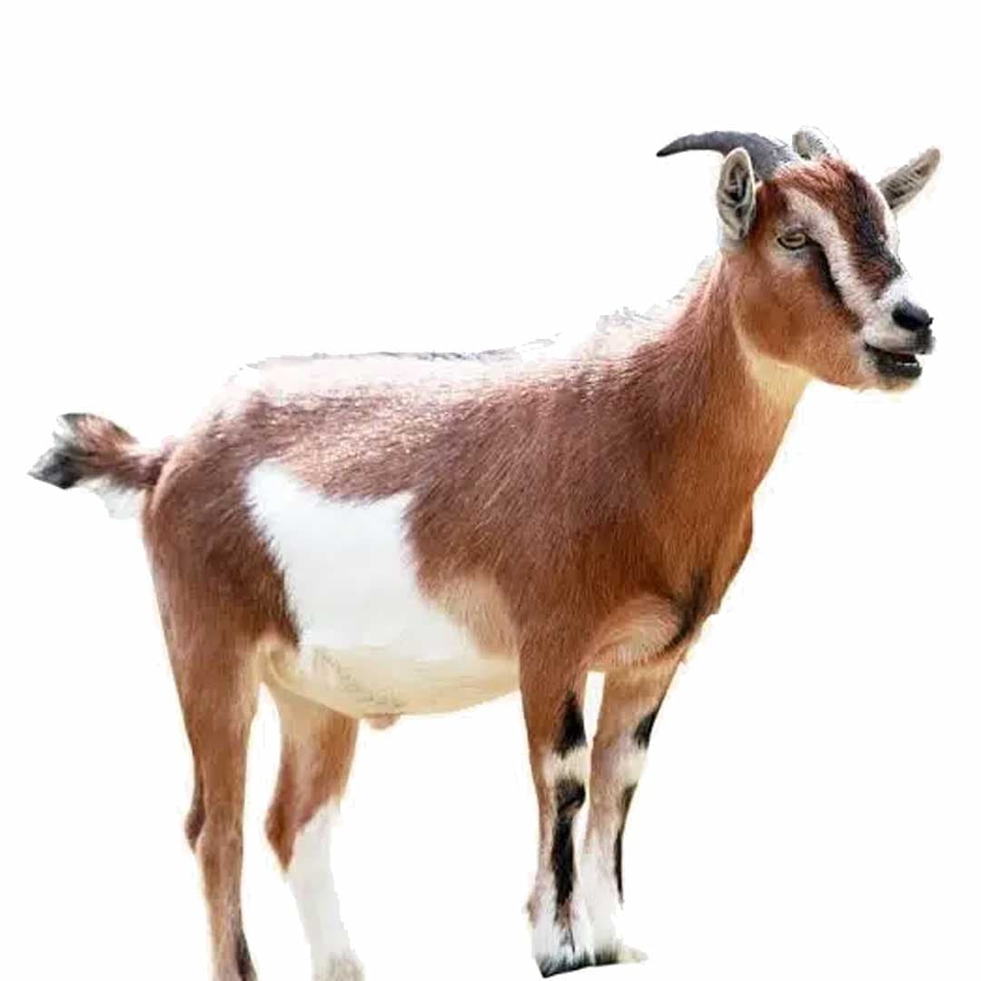 image of Goat