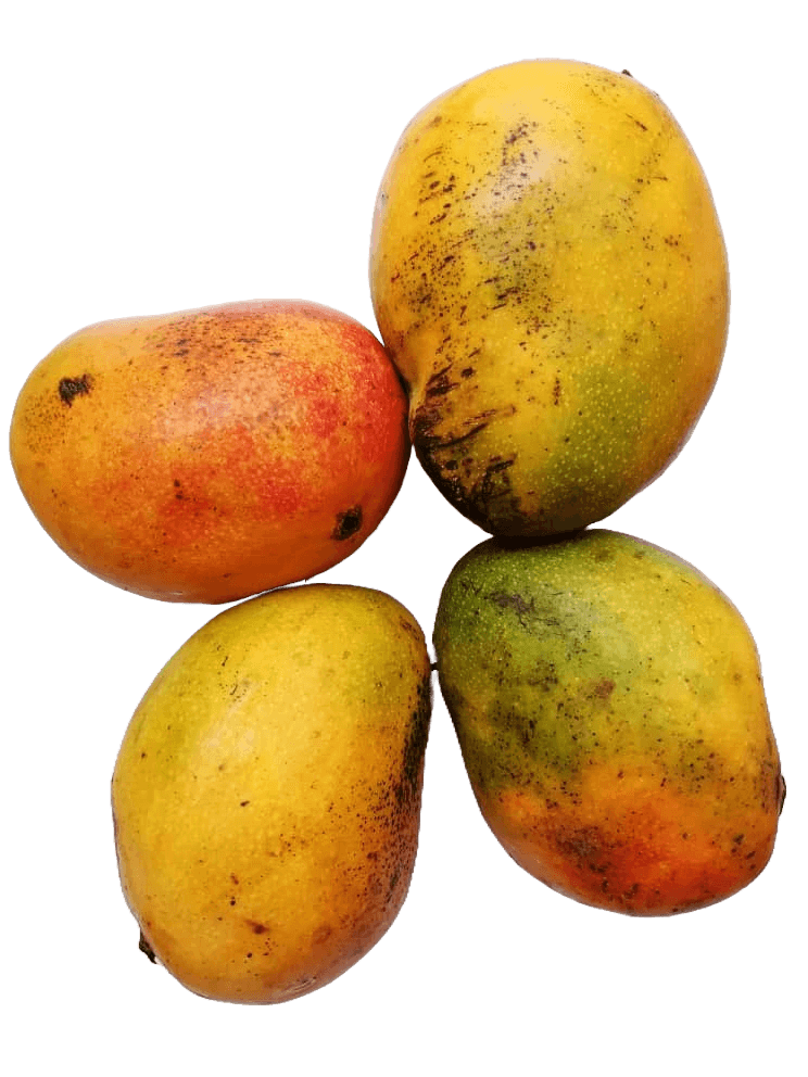 image of Sheri Mango Fruit - 4 pieces