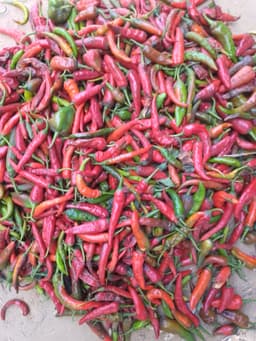 Shombo pepper