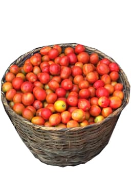 Fresh Tomatoes (1 Basket)